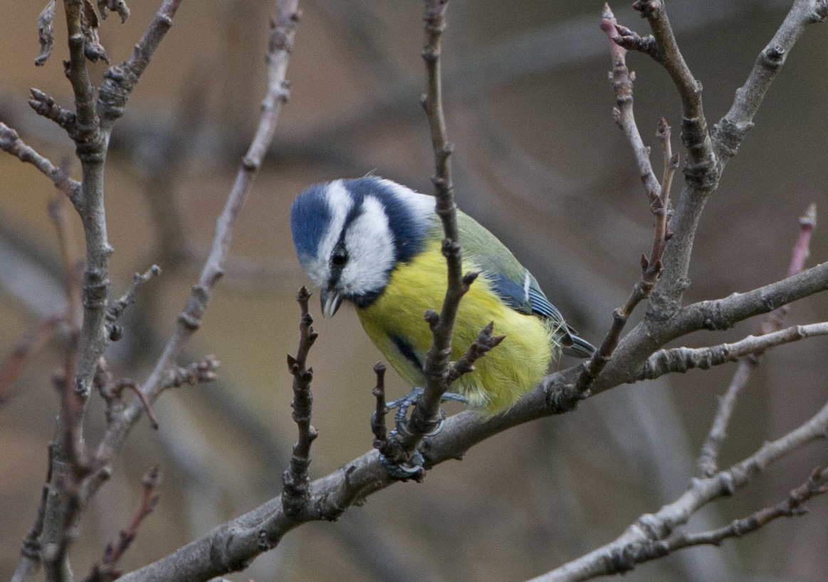 Blue Tit - Blaumeise