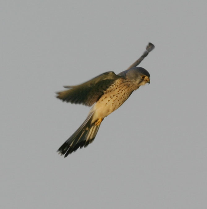 falcon